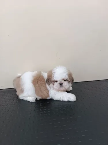 Shih Tzu disponível 