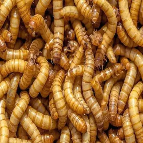 LARVAS VIVAS DE TENÉBRIOS MOLITORES