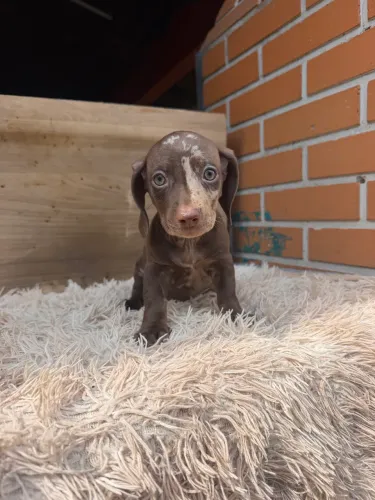 Dachshund fêmea arlequim MOFADINHA