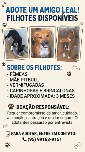 Doação de cachorro