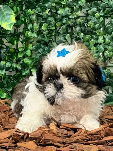 Shihtzu mini