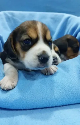 Beagle com Garantia, Vacina e Suporte Pós-Venda