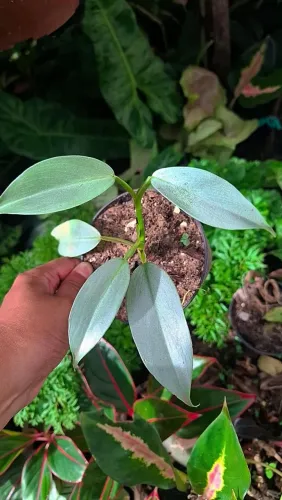 Mudas de Plantas: Philodendron Prateado