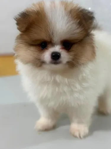 Lulu Pomerânia