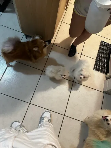 Lulu da Pomerania(spitz alemão )