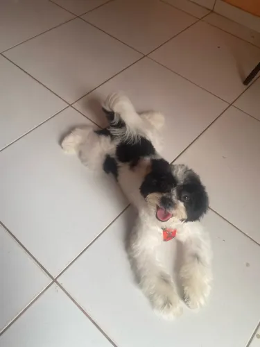 Doação Shitzu
