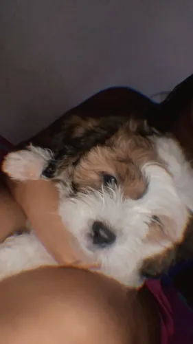 Cachorro
