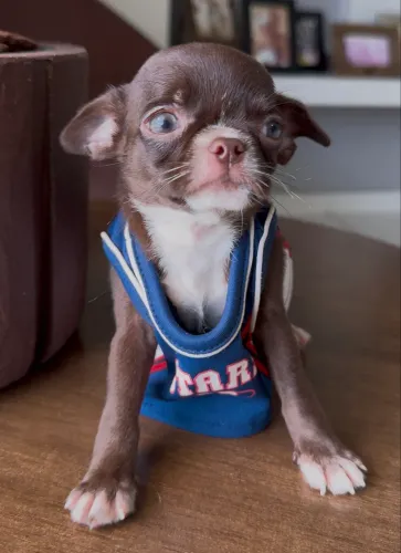 Chihuahua machinho chocolate pelo curto