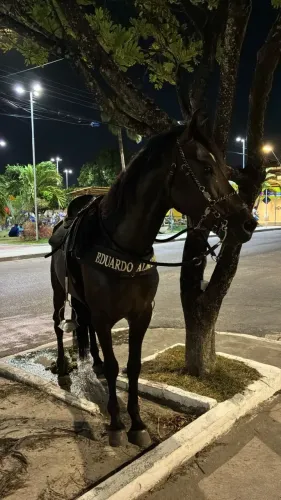 Cavalo mangalarga 