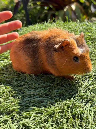 Porquinhos da índia macho