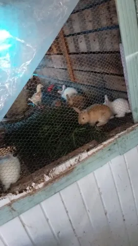 Coelhos