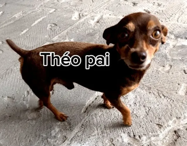 Pinscher miniatura