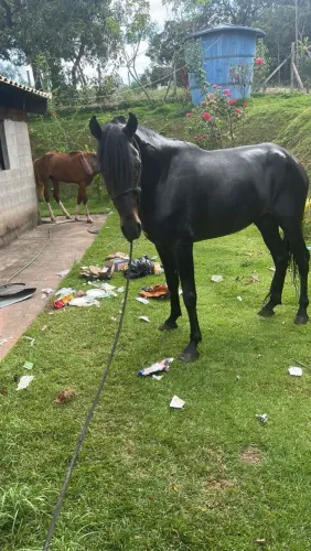 Cavalo macha picada genuíno garanhão 4 anos