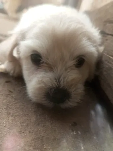Poodle tipo 1 ( raça pura)
