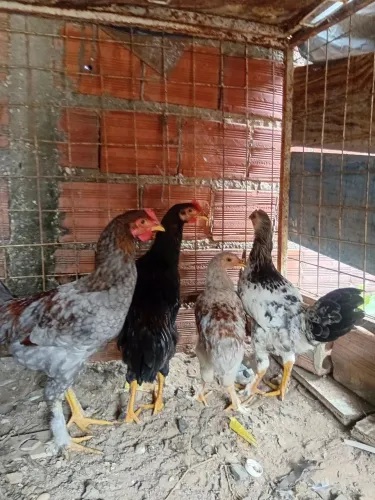 Vende-se galinhas da raça brama misturada com caipira.