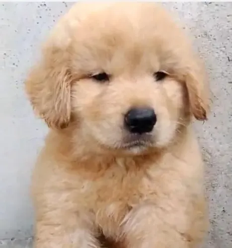 Golden retriever sabedoria para ser seu guia