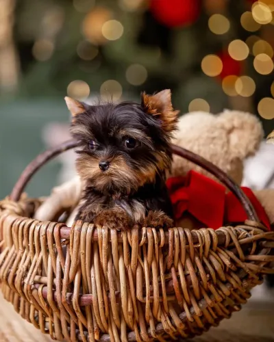 Yorkshire Terrier Micro Loja Física e Canil