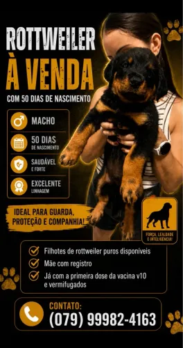 Filhotes de rottweiler disponíveis para compra