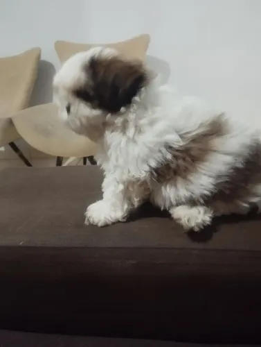 Cachorro