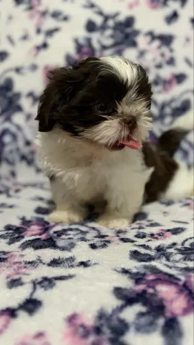 Filhotes de Shih tzu