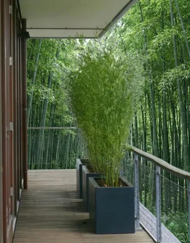 Mudas de bambu
