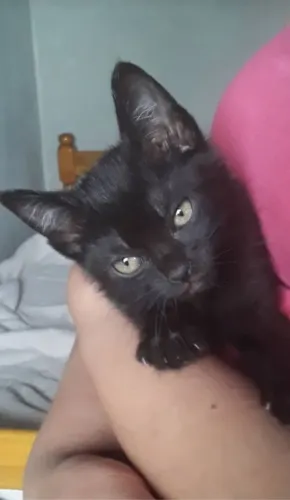 Adoção responsável linda filhote gata