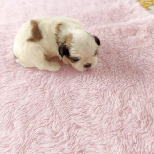Filhotes Shih Tzu