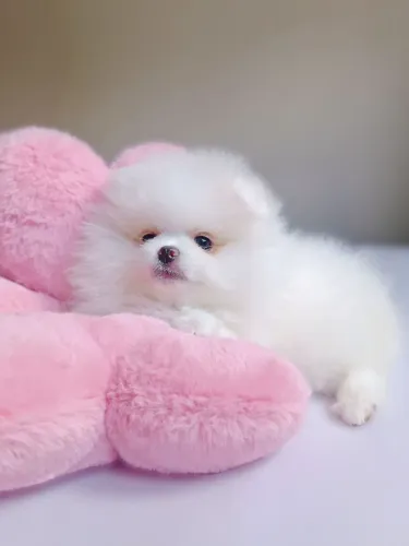 Filhotes Spitz