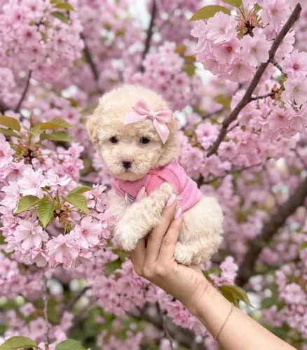 Poodle Fêmea e Macho Toy!Perfeição da raça!