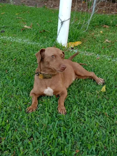ADOÇÃO DE CACHORRA SALSICHA 