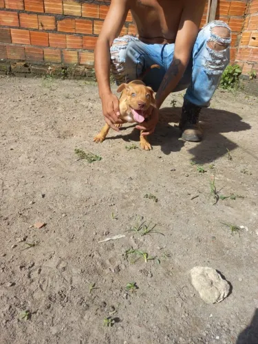 Filhote de Pit Bull femea