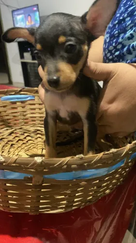 Pinscher filhote macho