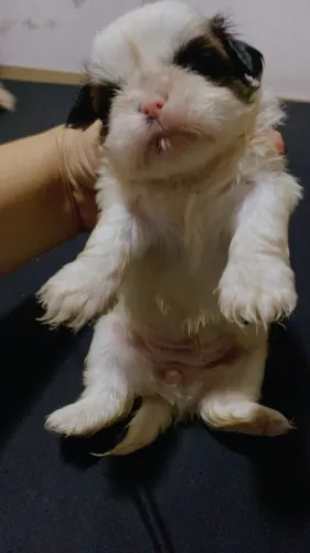 Cachorro shitzhu