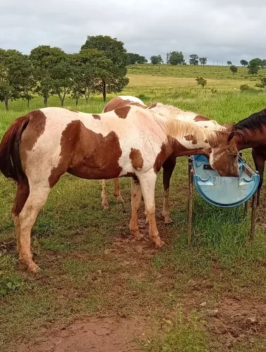 Égua pent horse registrada