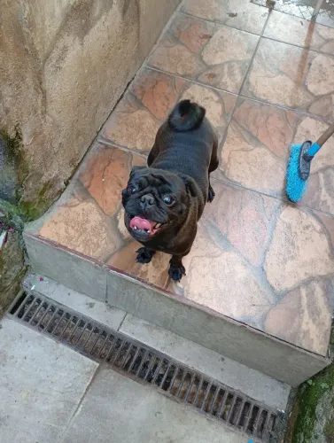 Vendo uma Pug fêmea