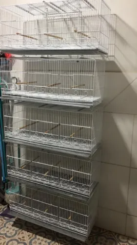 Conjunto de 5 Criadeira Bigamia para Canario