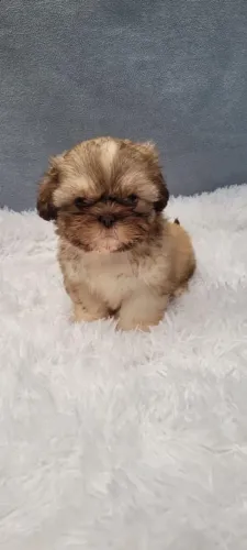 Shihtzu Menina