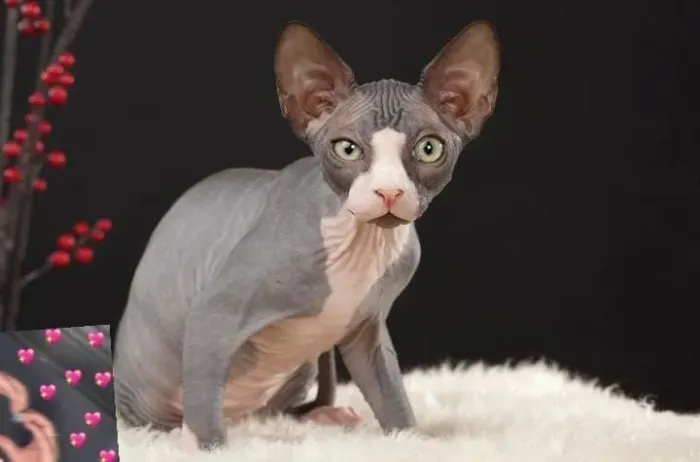 Vendo gata Sphynx
