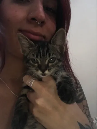 Filhote gata