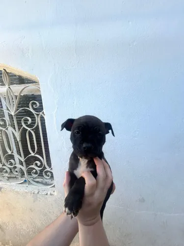 Vende-se filhotes de Pitbull
