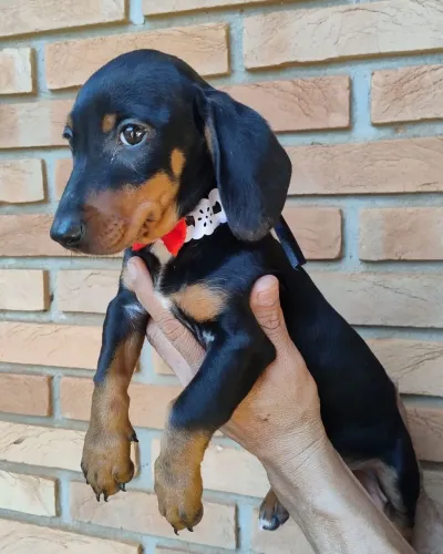 Dachshund macho (promoção)