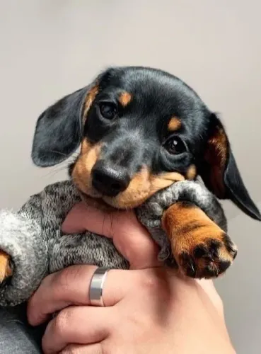 Dachshund Mini entregamos - valor promocional