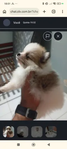 Cachorro ? Spitz fofura 