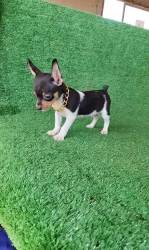 Pinscher adestrado excelente genética