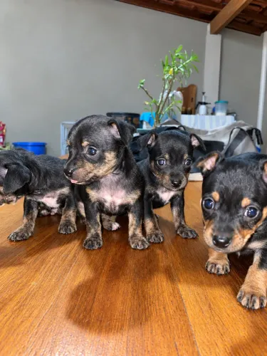 FILHOTE DE PINSCHER 1