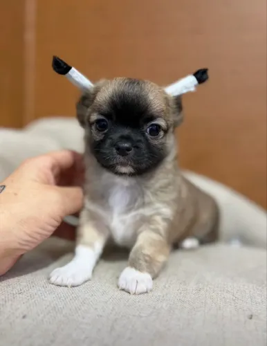 Macho chihuahua filhote 