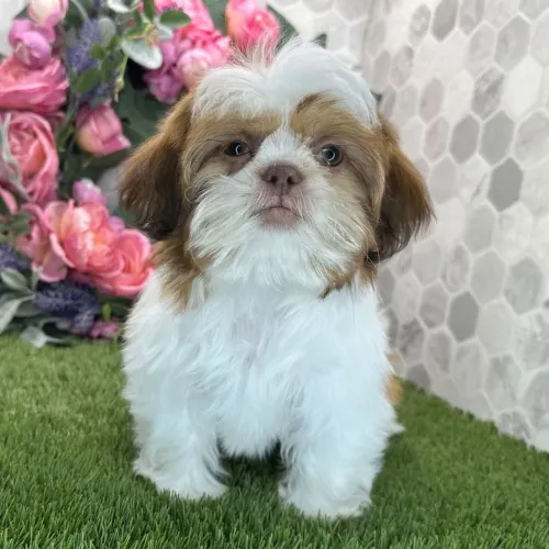 Lhasa Apso/ Entrega imediata