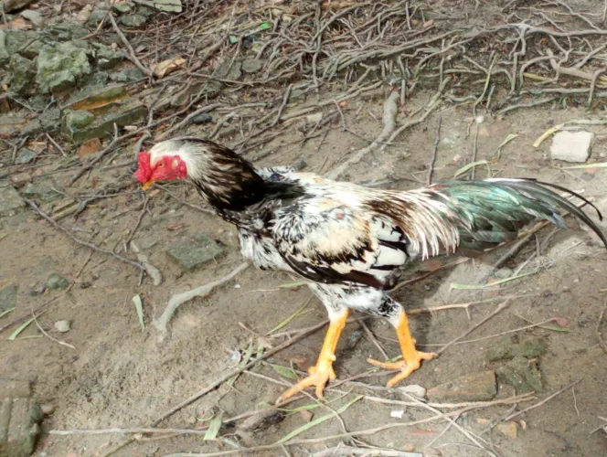 Tenho quatro frangos raça shamos. Pratiados