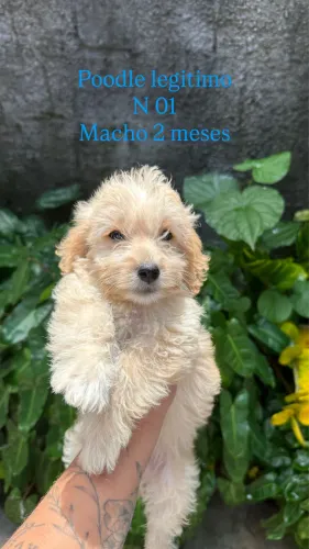 Cachorro podle