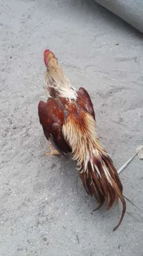 Frango